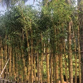 Bamboos